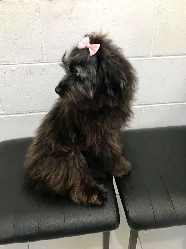 Cachorro ra a SRD idade 7 a 11 meses nome Maju