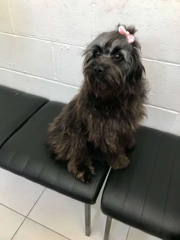 Cachorro ra a SRD idade 7 a 11 meses nome Maju