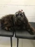 Maju