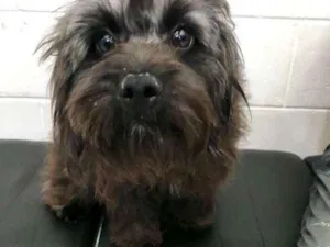 Cachorro raça SRD idade 7 a 11 meses nome Maju