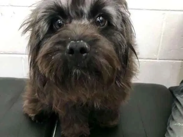 Cachorro ra a SRD idade 7 a 11 meses nome Maju
