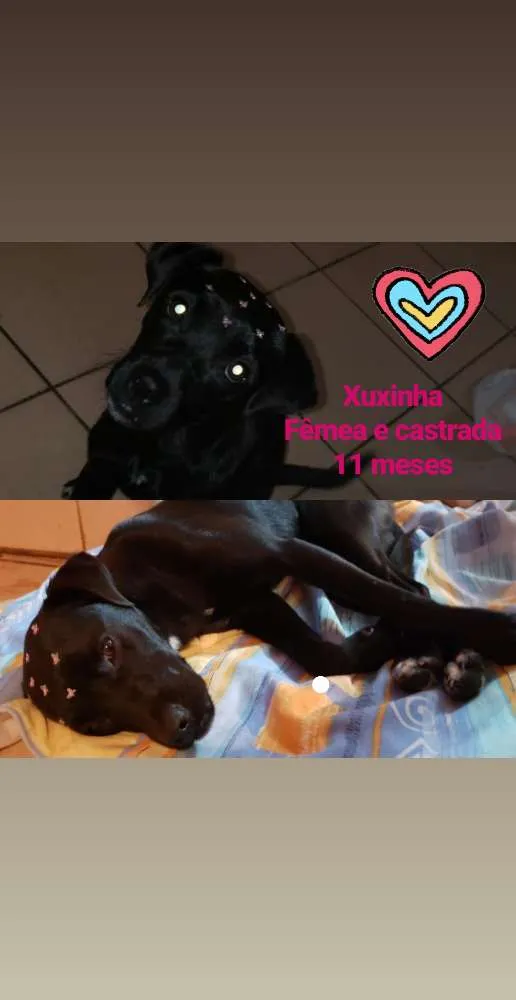 Cachorro ra a SRD idade 7 a 11 meses nome Xuxinha