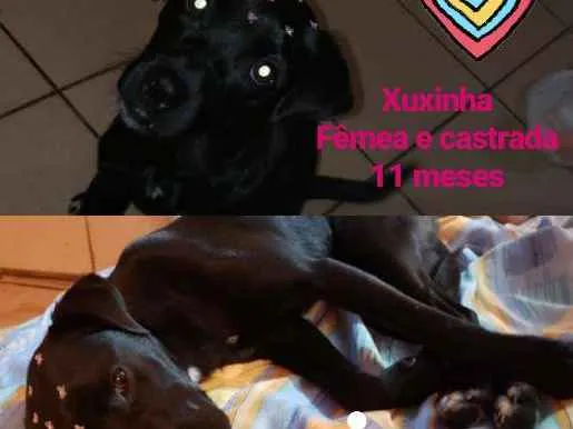 Cachorro ra a SRD idade 7 a 11 meses nome Xuxinha