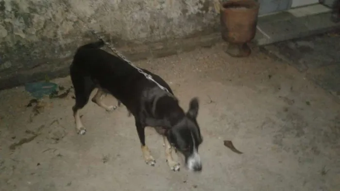 Cachorro ra a Vira lata idade 4 anos nome Pretinha
