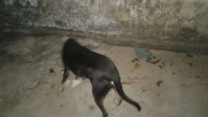 Cachorro ra a Vira lata idade 4 anos nome Pretinha