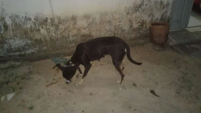 Cachorro ra a Vira lata idade 4 anos nome Pretinha