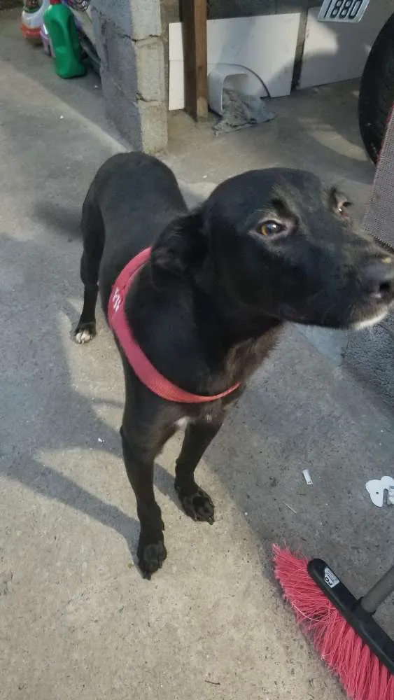 Cachorro ra a SRD idade 1 ano nome Negão