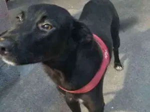 Cachorro raça SRD idade 1 ano nome Negão