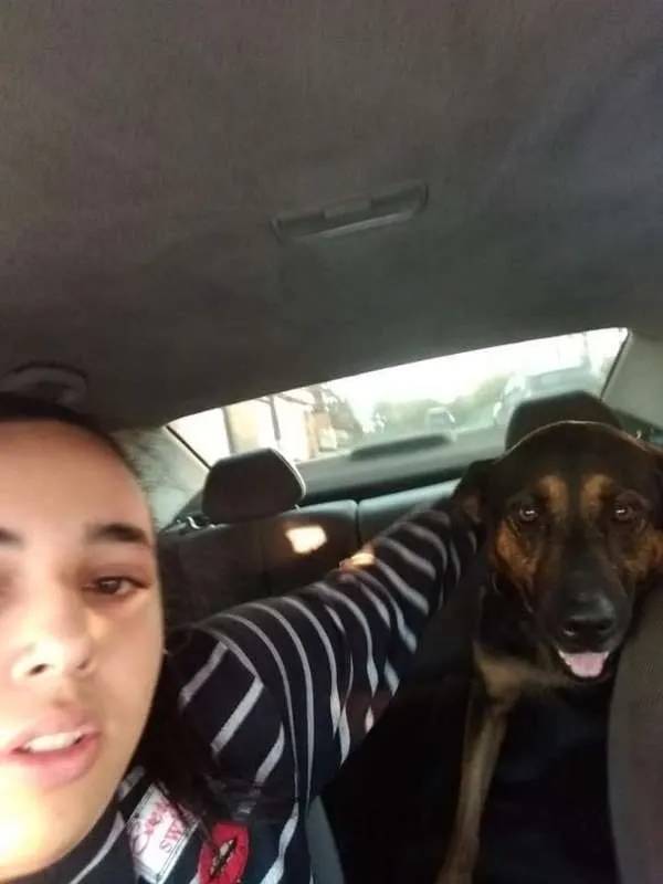 Cachorro raça Pastor Alemão idade  nome Menina