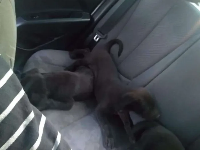 Cachorro raça Pastor Alemão idade  nome Menina