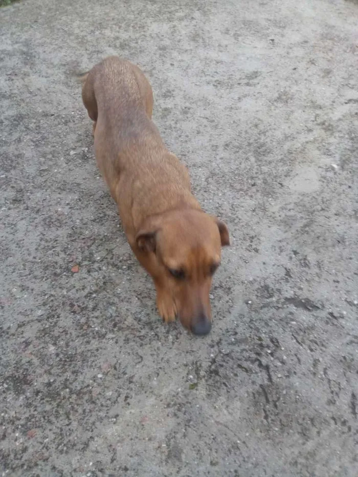 Cachorro raça Basset idade 6 ou mais anos nome Pipoca