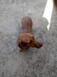 Pipoca