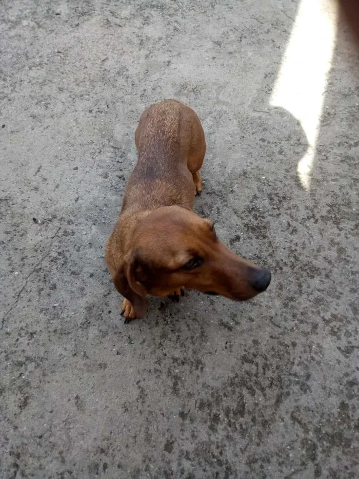 Cachorro raça Basset idade 6 ou mais anos nome Pipoca