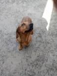 Pipoca