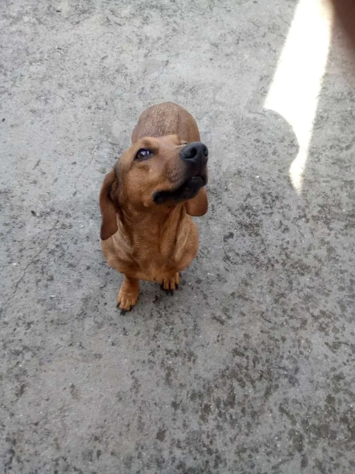 Cachorro raça Basset idade 6 ou mais anos nome Pipoca