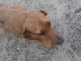 Pipoca