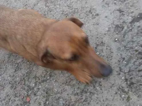 Cachorro raça Basset idade 6 ou mais anos nome Pipoca