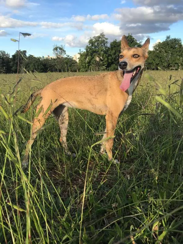 Cachorro ra a SRD idade 2 anos nome Safira GRATIFICA