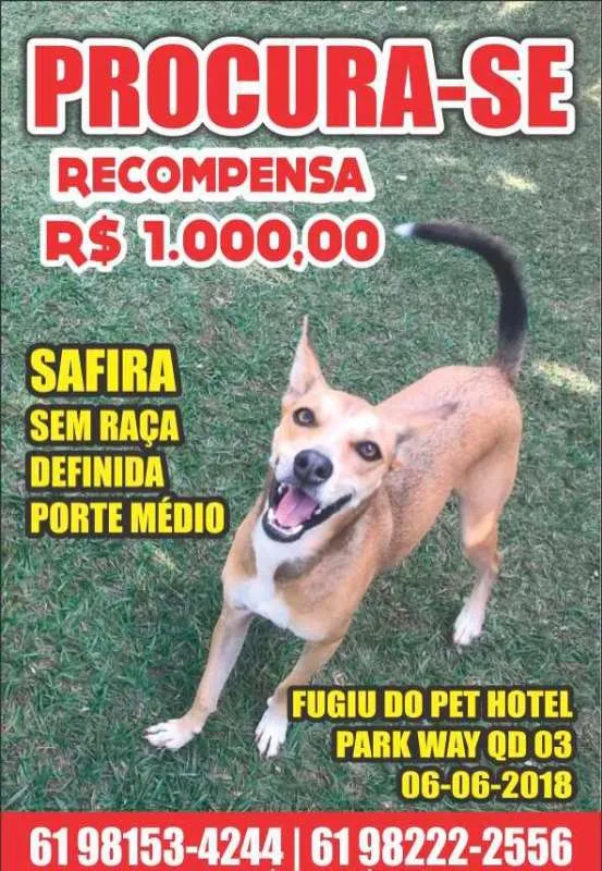 Cachorro ra a SRD idade 2 anos nome Safira GRATIFICA