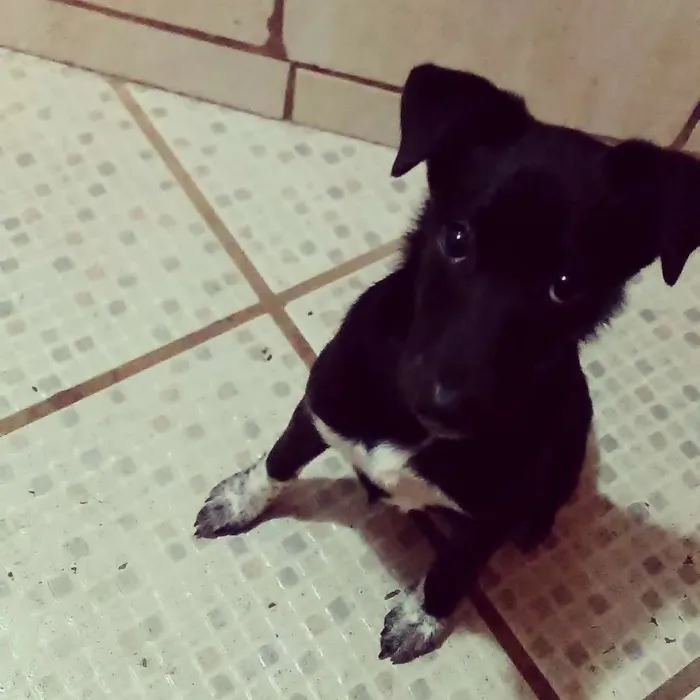 Cachorro ra a Viralata idade 2 a 6 meses nome Melissa 