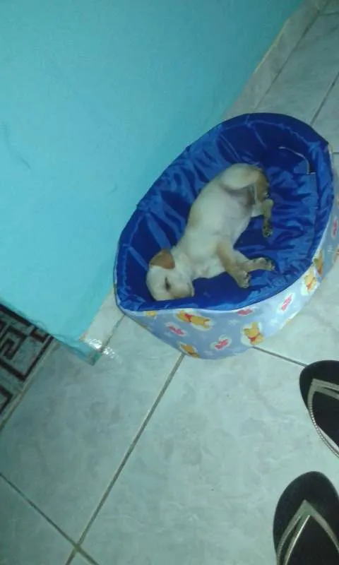 Cachorro ra a Labrador idade 2 a 6 meses nome Dobby