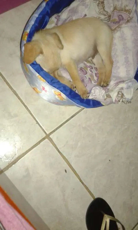 Cachorro ra a Labrador idade 2 a 6 meses nome Dobby