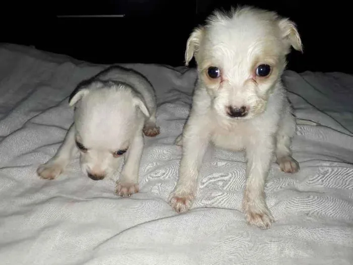 Cachorro raça Salsicha misturado idade Abaixo de 2 meses nome Filhotes