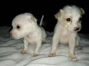 Cachorro raça Salsicha misturado idade Abaixo de 2 meses nome Filhotes