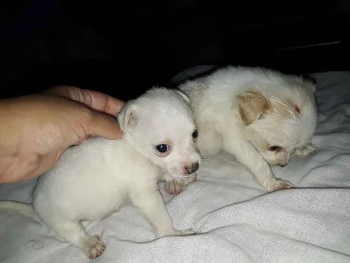 Cachorro raça Salsicha misturado idade Abaixo de 2 meses nome Filhotes