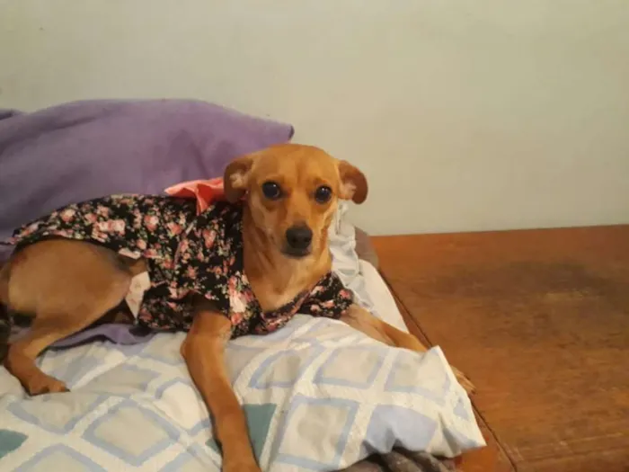 Cachorro ra a Pinscher idade 1 ano nome Amora