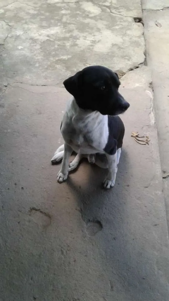 Cachorro raça SRD idade Abaixo de 2 meses nome SN