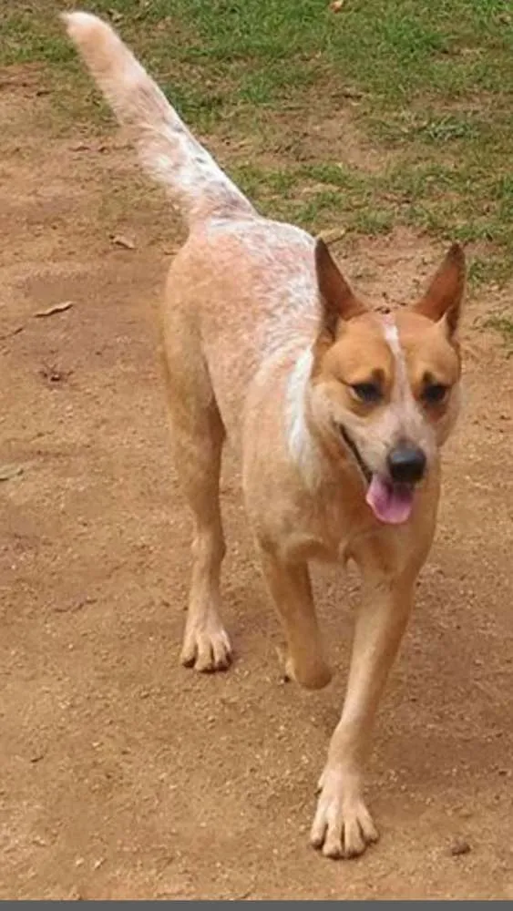 Cachorro ra a Boiadeiro australiano  idade 2 anos nome Dakota