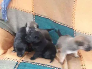 Cachorro raça Chow Chow/vira lata idade Abaixo de 2 meses nome não tem