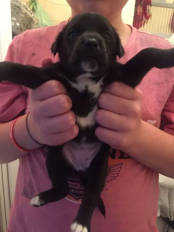 Cachorro ra a SRD idade Abaixo de 2 meses nome Filó