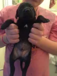 Juanito
