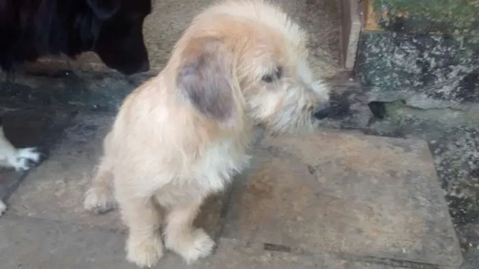 Cachorro ra a SRD idade 7 a 11 meses nome Mathilda