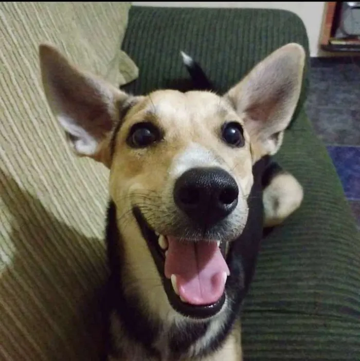 Cachorro ra a Sem Raça Definida idade 2 anos nome BART
