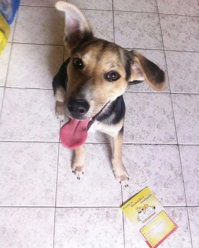 Cachorro ra a Sem Raça Definida idade 2 anos nome BART