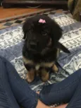 Diana
