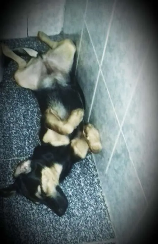 Cachorro ra a Mestiço de Dobermann idade 2 a 6 meses nome Bob