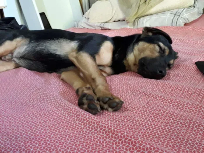 Cachorro ra a Mestiço de Dobermann idade 2 a 6 meses nome Bob
