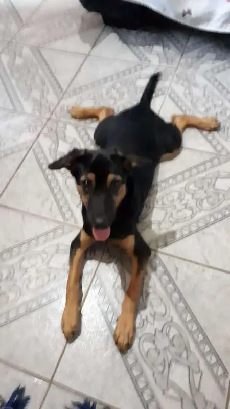 Cachorro ra a Mestiço de Dobermann idade 2 a 6 meses nome Bob