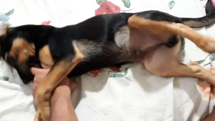 Cachorro ra a Mestiço de Dobermann idade 2 a 6 meses nome Bob
