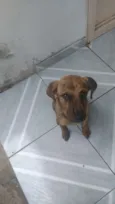 Pequena e Pandora