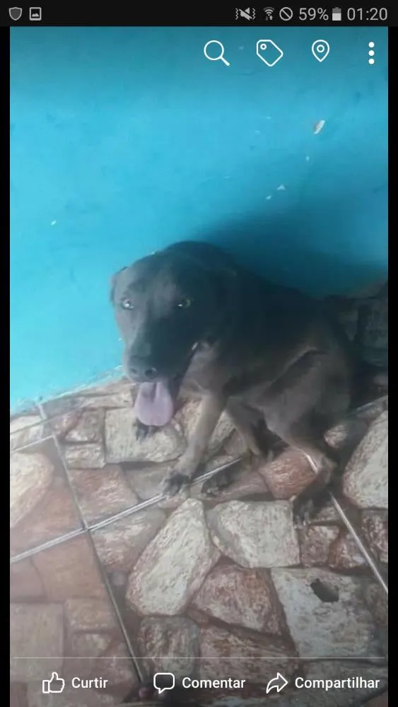 Cachorro ra a SRD idade 7 a 11 meses nome Cacau