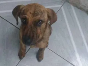 Cachorro raça Misturada idade  nome Pequena e Pandora