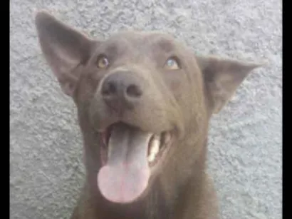Cachorro raça SRD idade 7 a 11 meses nome Cacau