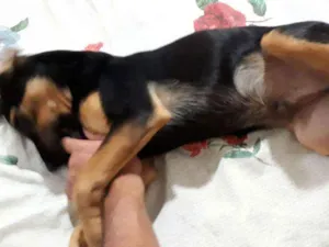 Cachorro raça Mestiço de Dobermann idade 2 a 6 meses nome Bob
