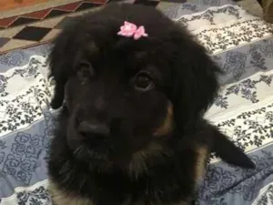 Cachorro raça Golden Sheppard idade Abaixo de 2 meses nome Diana