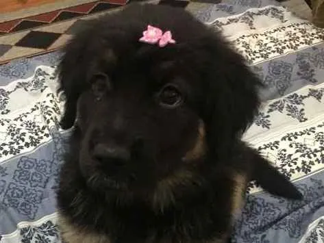Cachorro ra a Golden Sheppard idade Abaixo de 2 meses nome Diana